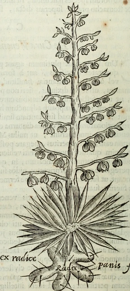 An illustration from Mundus Subterraneus, in XII libros digestus; quo divinum subterrestris mundi opificium, mira ergasteriorum naturæ in eo distributio, verbo pantámorphou Protei regnum, universæ denique naturæ majestas, 1665, leaf 575