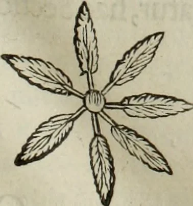 An illustration from Mundus Subterraneus, in XII libros digestus; quo divinum subterrestris mundi opificium, mira ergasteriorum naturæ in eo distributio, verbo pantámorphou Protei regnum, universæ denique naturæ majestas, 1665, leaf 58