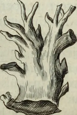 An illustration from Mundus Subterraneus, in XII libros digestus; quo divinum subterrestris mundi opificium, mira ergasteriorum naturæ in eo distributio, verbo pantámorphou Protei regnum, universæ denique naturæ majestas, 1665, leaf 595