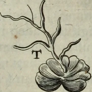An illustration from Mundus Subterraneus, in XII libros digestus; quo divinum subterrestris mundi opificium, mira ergasteriorum naturæ in eo distributio, verbo pantámorphou Protei regnum, universæ denique naturæ majestas, 1665, leaf 595