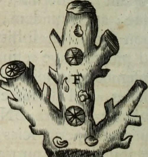 An illustration from Mundus Subterraneus, in XII libros digestus; quo divinum subterrestris mundi opificium, mira ergasteriorum naturæ in eo distributio, verbo pantámorphou Protei regnum, universæ denique naturæ majestas, 1665, leaf 595