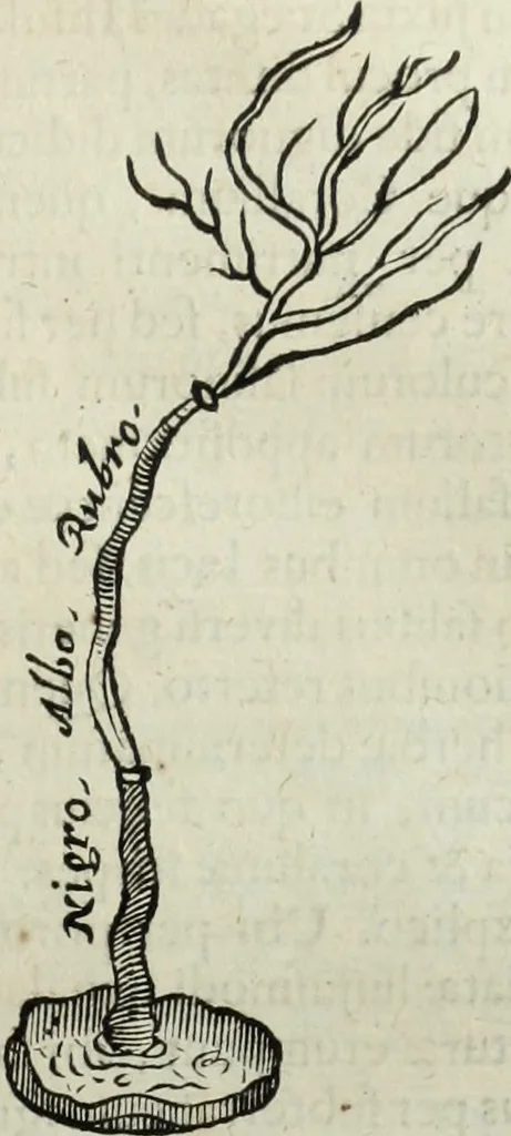 An illustration from Mundus Subterraneus, in XII libros digestus; quo divinum subterrestris mundi opificium, mira ergasteriorum naturæ in eo distributio, verbo pantámorphou Protei regnum, universæ denique naturæ majestas, 1665, leaf 596