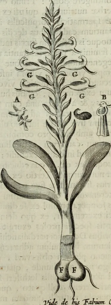 An illustration from Mundus Subterraneus, in XII libros digestus; quo divinum subterrestris mundi opificium, mira ergasteriorum naturæ in eo distributio, verbo pantámorphou Protei regnum, universæ denique naturæ majestas, 1665, leaf 791