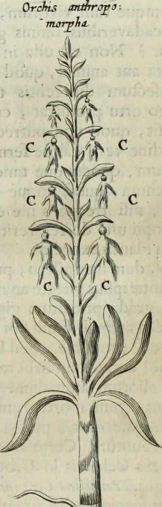 An illustration from Mundus Subterraneus, in XII libros digestus; quo divinum subterrestris mundi opificium, mira ergasteriorum naturæ in eo distributio, verbo pantámorphou Protei regnum, universæ denique naturæ majestas, 1665, leaf 791