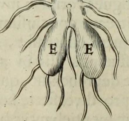 An illustration from Mundus Subterraneus, in XII libros digestus; quo divinum subterrestris mundi opificium, mira ergasteriorum naturæ in eo distributio, verbo pantámorphou Protei regnum, universæ denique naturæ majestas, 1665, leaf 791