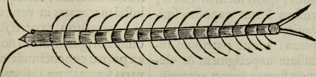 An illustration from Mundus Subterraneus, in XII libros digestus; quo divinum subterrestris mundi opificium, mira ergasteriorum naturæ in eo distributio, verbo pantámorphou Protei regnum, universæ denique naturæ majestas, 1665, leaf 794