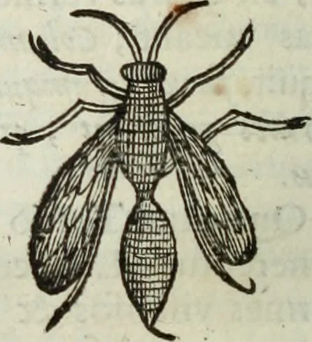An illustration from Mundus Subterraneus, in XII libros digestus; quo divinum subterrestris mundi opificium, mira ergasteriorum naturæ in eo distributio, verbo pantámorphou Protei regnum, universæ denique naturæ majestas, 1665, leaf 801