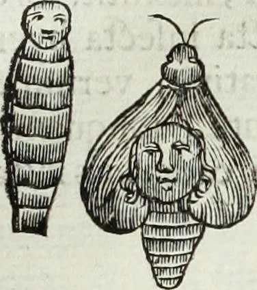 An illustration from Mundus Subterraneus, in XII libros digestus; quo divinum subterrestris mundi opificium, mira ergasteriorum naturæ in eo distributio, verbo pantámorphou Protei regnum, universæ denique naturæ majestas, 1665, leaf 803