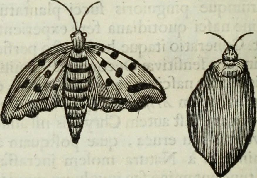 An illustration from Mundus Subterraneus, in XII libros digestus; quo divinum subterrestris mundi opificium, mira ergasteriorum naturæ in eo distributio, verbo pantámorphou Protei regnum, universæ denique naturæ majestas, 1665, leaf 803