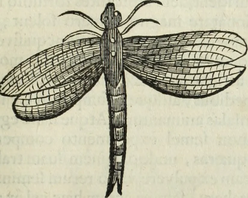 An illustration from Mundus Subterraneus, in XII libros digestus; quo divinum subterrestris mundi opificium, mira ergasteriorum naturæ in eo distributio, verbo pantámorphou Protei regnum, universæ denique naturæ majestas, 1665, leaf 804