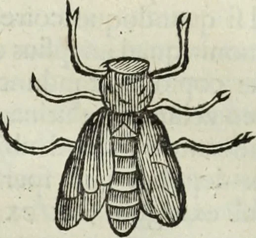 An illustration from Mundus Subterraneus, in XII libros digestus; quo divinum subterrestris mundi opificium, mira ergasteriorum naturæ in eo distributio, verbo pantámorphou Protei regnum, universæ denique naturæ majestas, 1665, leaf 804