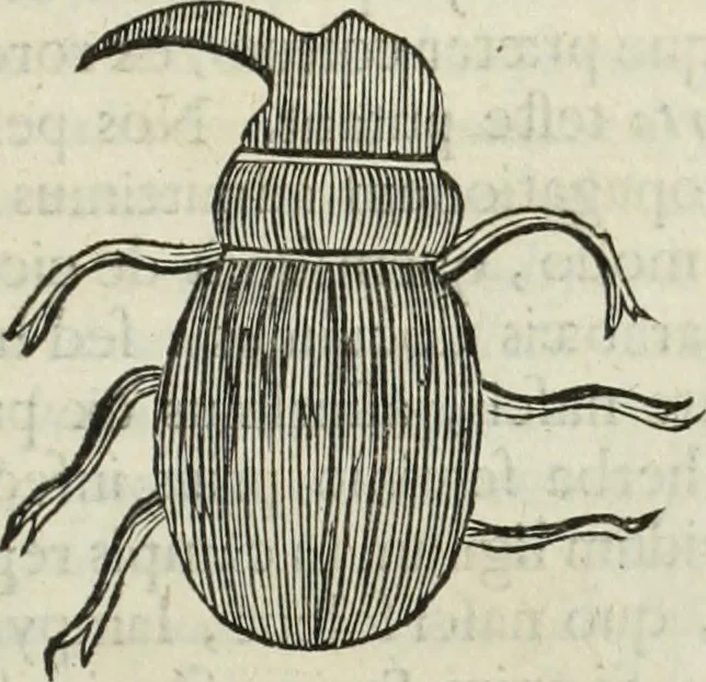 An illustration from Mundus Subterraneus, in XII libros digestus; quo divinum subterrestris mundi opificium, mira ergasteriorum naturæ in eo distributio, verbo pantámorphou Protei regnum, universæ denique naturæ majestas, 1665, leaf 808