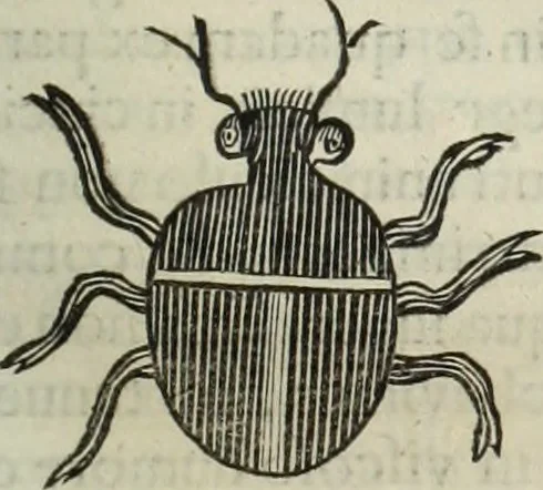 An illustration from Mundus Subterraneus, in XII libros digestus; quo divinum subterrestris mundi opificium, mira ergasteriorum naturæ in eo distributio, verbo pantámorphou Protei regnum, universæ denique naturæ majestas, 1665, leaf 808
