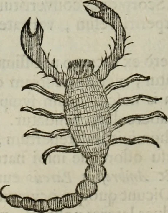 An illustration from Mundus Subterraneus, in XII libros digestus; quo divinum subterrestris mundi opificium, mira ergasteriorum naturæ in eo distributio, verbo pantámorphou Protei regnum, universæ denique naturæ majestas, 1665, leaf 810