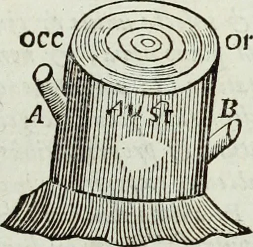 An illustration from Mundus Subterraneus, in XII libros digestus; quo divinum subterrestris mundi opificium, mira ergasteriorum naturæ in eo distributio, verbo pantámorphou Protei regnum, universæ denique naturæ majestas, 1665, leaf 869