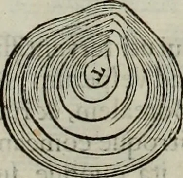 An illustration from Mundus Subterraneus, in XII libros digestus; quo divinum subterrestris mundi opificium, mira ergasteriorum naturæ in eo distributio, verbo pantámorphou Protei regnum, universæ denique naturæ majestas, 1665, leaf 869