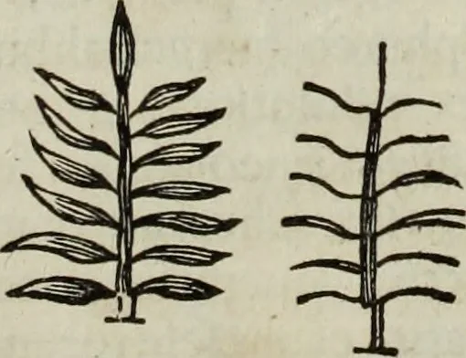An illustration from Mundus Subterraneus, in XII libros digestus; quo divinum subterrestris mundi opificium, mira ergasteriorum naturæ in eo distributio, verbo pantámorphou Protei regnum, universæ denique naturæ majestas, 1665, leaf 877