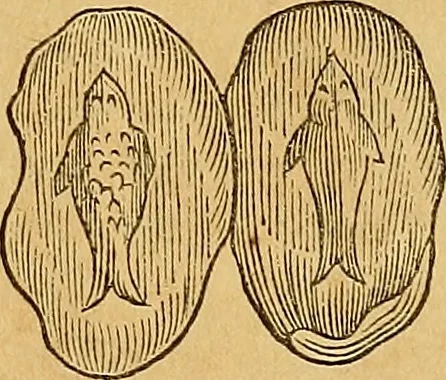 An illustration from Mundus subterraneus, in XII libros digestus : qvo divinum subterrestris mundi opificium, mira ergasteriorum naturae in eo distributio, verbo [pantamorphon] Protei regnum, universae denique naturae majestas & divitiae summa rerum varietate exponuntur, abditorum effectuum causae acri indagine inquistae demonstrantur, cognitae per artis & naturae conjugium ad humanae vitae necessarium usum vario experimentorum apparata, necnon novo modo & ratione applicantur. Ad Alexandrum VII. pont. opt. max., 1678, leaf 482