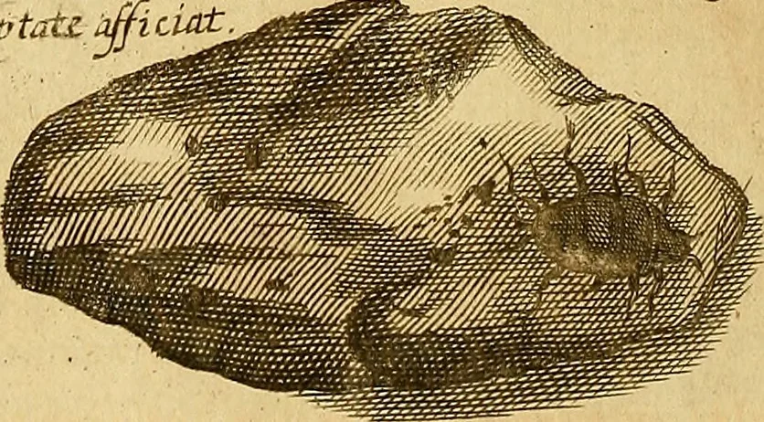 An illustration from Mundus subterraneus, in XII libros digestus : qvo divinum subterrestris mundi opificium, mira ergasteriorum naturae in eo distributio, verbo [pantamorphon] Protei regnum, universae denique naturae majestas & divitiae summa rerum varietate exponuntur, abditorum effectuum causae acri indagine inquistae demonstrantur, cognitae per artis & naturae conjugium ad humanae vitae necessarium usum vario experimentorum apparata, necnon novo modo & ratione applicantur. Ad Alexandrum VII. pont. opt. max., 1678, leaf 521