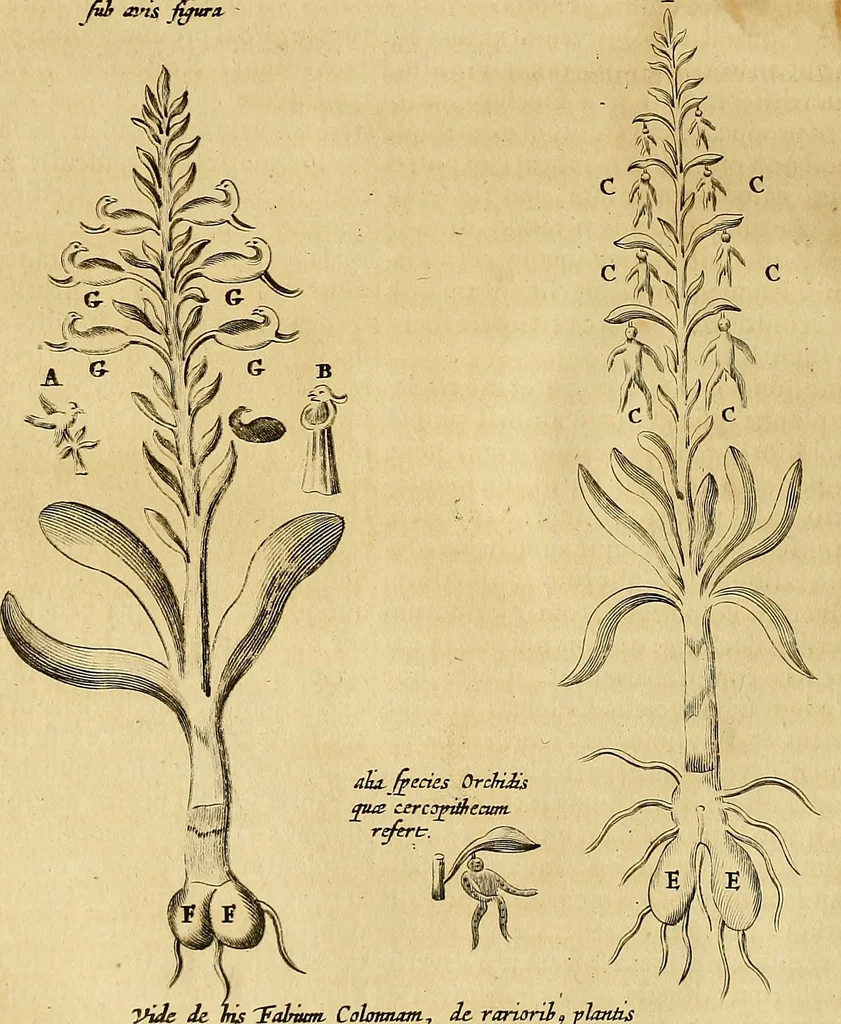 An illustration from Mundus subterraneus, in XII libros digestus : qvo divinum subterrestris mundi opificium, mira ergasteriorum naturae in eo distributio, verbo [pantamorphon] Protei regnum, universae denique naturae majestas & divitiae summa rerum varietate exponuntur, abditorum effectuum causae acri indagine inquistae demonstrantur, cognitae per artis & naturae conjugium ad humanae vitae necessarium usum vario experimentorum apparata, necnon novo modo & ratione applicantur. Ad Alexandrum VII. pont. opt. max., 1678, leaf 817