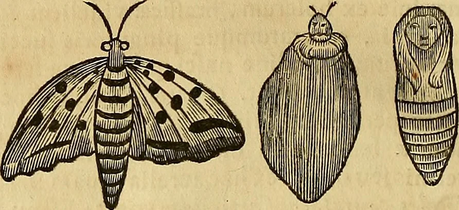 An illustration from Mundus subterraneus, in XII libros digestus : qvo divinum subterrestris mundi opificium, mira ergasteriorum naturae in eo distributio, verbo [pantamorphon] Protei regnum, universae denique naturae majestas & divitiae summa rerum varietate exponuntur, abditorum effectuum causae acri indagine inquistae demonstrantur, cognitae per artis & naturae conjugium ad humanae vitae necessarium usum vario experimentorum apparata, necnon novo modo & ratione applicantur. Ad Alexandrum VII. pont. opt. max., 1678, leaf 829