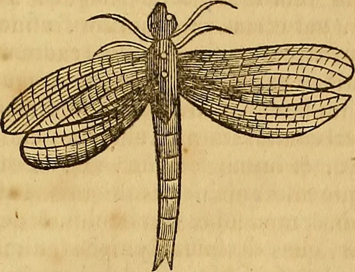 An illustration from Mundus subterraneus, in XII libros digestus : qvo divinum subterrestris mundi opificium, mira ergasteriorum naturae in eo distributio, verbo [pantamorphon] Protei regnum, universae denique naturae majestas & divitiae summa rerum varietate exponuntur, abditorum effectuum causae acri indagine inquistae demonstrantur, cognitae per artis & naturae conjugium ad humanae vitae necessarium usum vario experimentorum apparata, necnon novo modo & ratione applicantur. Ad Alexandrum VII. pont. opt. max., 1678, leaf 830