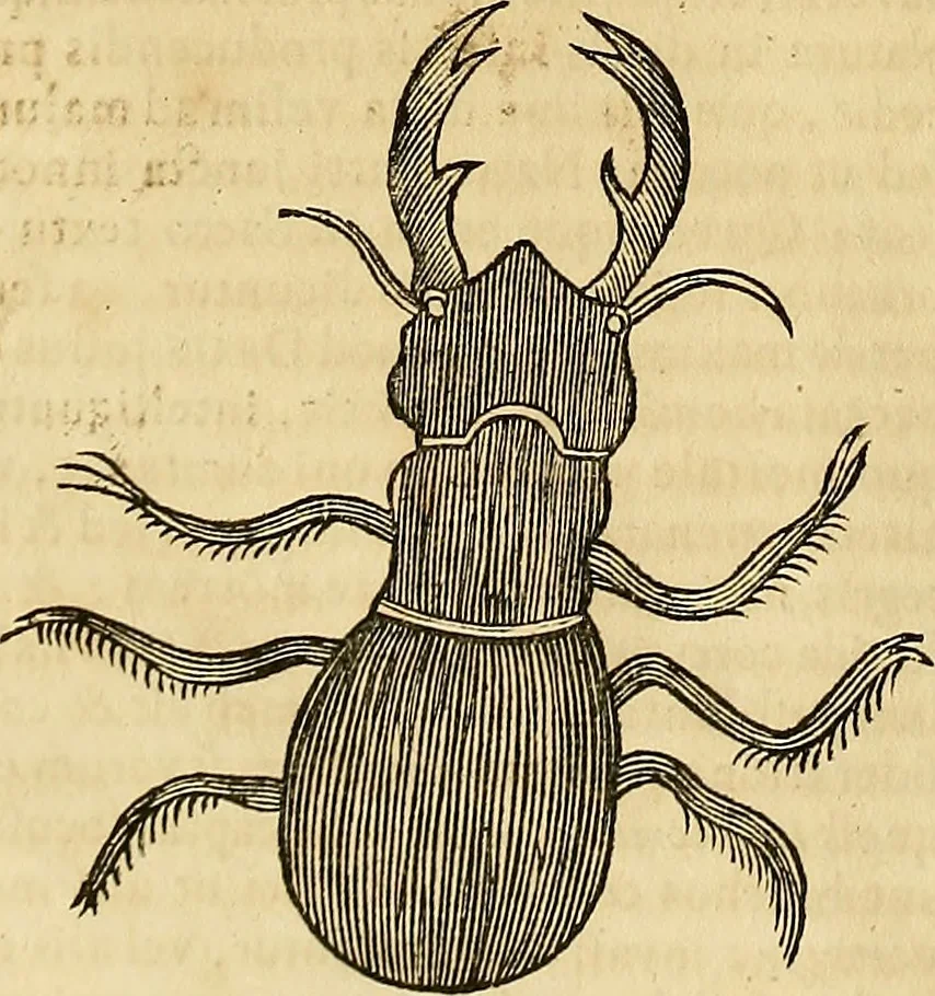 An illustration from Mundus subterraneus, in XII libros digestus : qvo divinum subterrestris mundi opificium, mira ergasteriorum naturae in eo distributio, verbo [pantamorphon] Protei regnum, universae denique naturae majestas & divitiae summa rerum varietate exponuntur, abditorum effectuum causae acri indagine inquistae demonstrantur, cognitae per artis & naturae conjugium ad humanae vitae necessarium usum vario experimentorum apparata, necnon novo modo & ratione applicantur. Ad Alexandrum VII. pont. opt. max., 1678, leaf 833