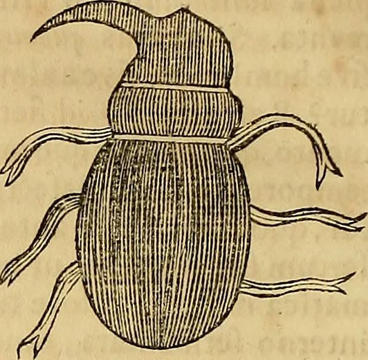 An illustration from Mundus subterraneus, in XII libros digestus : qvo divinum subterrestris mundi opificium, mira ergasteriorum naturae in eo distributio, verbo [pantamorphon] Protei regnum, universae denique naturae majestas & divitiae summa rerum varietate exponuntur, abditorum effectuum causae acri indagine inquistae demonstrantur, cognitae per artis & naturae conjugium ad humanae vitae necessarium usum vario experimentorum apparata, necnon novo modo & ratione applicantur. Ad Alexandrum VII. pont. opt. max., 1678, leaf 833