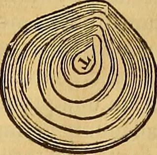 An illustration from Mundus subterraneus, in XII libros digestus : qvo divinum subterrestris mundi opificium, mira ergasteriorum naturae in eo distributio, verbo [pantamorphon] Protei regnum, universae denique naturae majestas & divitiae summa rerum varietate exponuntur, abditorum effectuum causae acri indagine inquistae demonstrantur, cognitae per artis & naturae conjugium ad humanae vitae necessarium usum vario experimentorum apparata, necnon novo modo & ratione applicantur. Ad Alexandrum VII. pont. opt. max., 1678, leaf 896