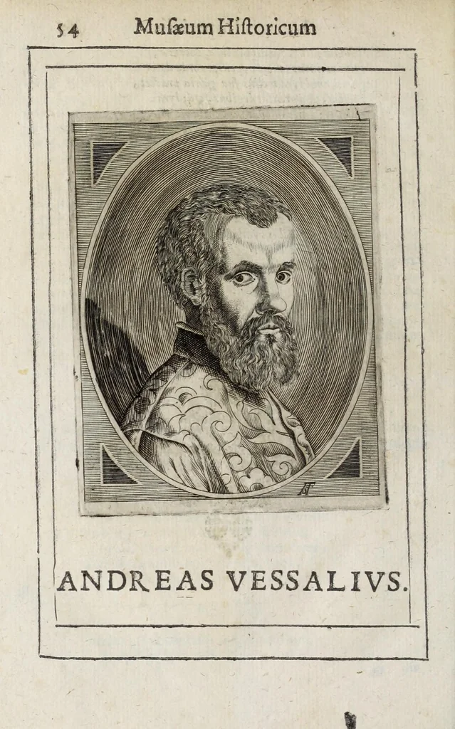 An illustration from Musaeum historicum et physicum, 1640, leaf 70