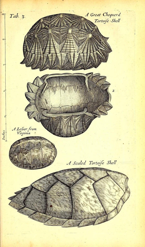 An illustration from Musaeum Regalis Societatis, or, A catalogue & description of the natural and artificial rarities belonging to the Royal Society and preserved at Gresham Colledge, 1681, leaf 463