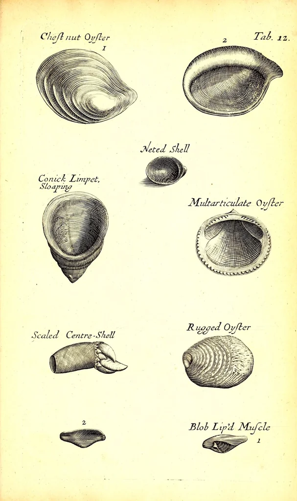 An illustration from Musaeum Regalis Societatis, or, A catalogue & description of the natural and artificial rarities belonging to the Royal Society and preserved at Gresham Colledge, 1681, leaf 483