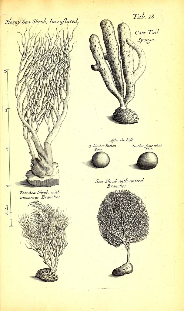 An illustration from Musaeum Regalis Societatis, or, A catalogue & description of the natural and artificial rarities belonging to the Royal Society and preserved at Gresham Colledge, 1681, leaf 495