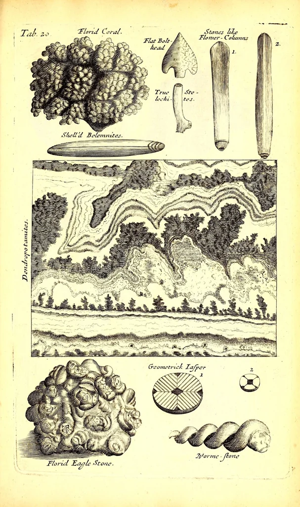 An illustration from Musaeum Regalis Societatis, or, A catalogue & description of the natural and artificial rarities belonging to the Royal Society and preserved at Gresham Colledge, 1681, leaf 499
