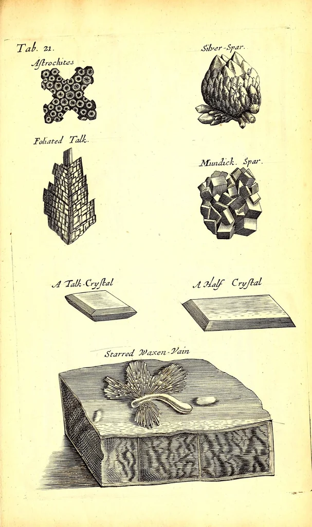 An illustration from Musaeum Regalis Societatis, or, A catalogue & description of the natural and artificial rarities belonging to the Royal Society and preserved at Gresham Colledge, 1681, leaf 503
