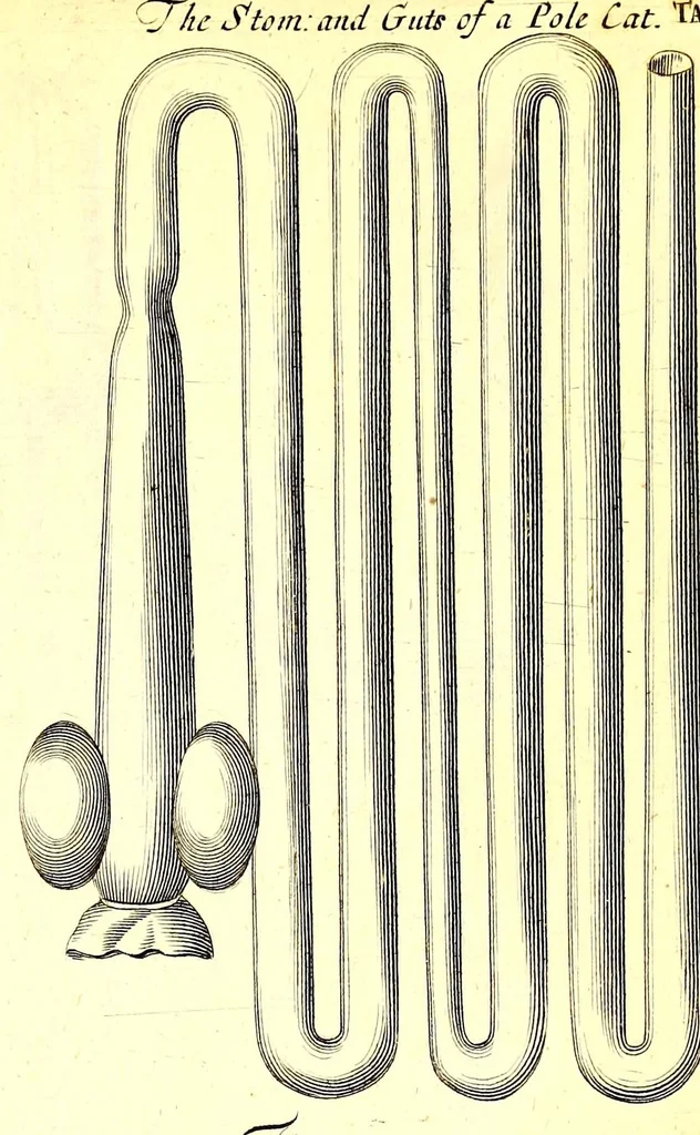 An illustration from Musaeum Regalis Societatis, or, A catalogue & description of the natural and artificial rarities belonging to the Royal Society and preserved at Gresham Colledge, 1681, leaf 505