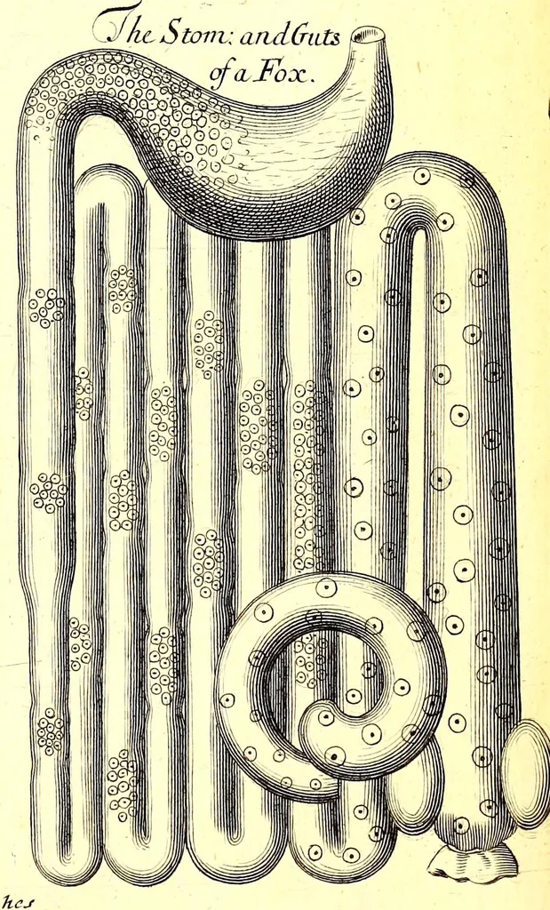An illustration from Musaeum Regalis Societatis, or, A catalogue & description of the natural and artificial rarities belonging to the Royal Society and preserved at Gresham Colledge, 1681, leaf 505