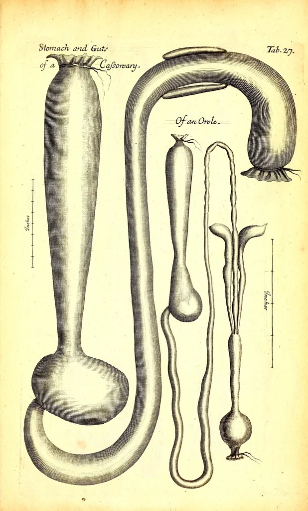 An illustration from Musaeum Regalis Societatis, or, A catalogue & description of the natural and artificial rarities belonging to the Royal Society and preserved at Gresham Colledge, 1681, leaf 513