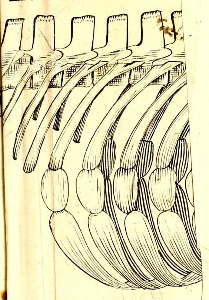 An illustration from Musaeum Regalis Societatis, or, A catalogue & description of the natural and artificial rarities belonging to the Royal Society and preserved at Gresham Colledge, 1694, leaf 463