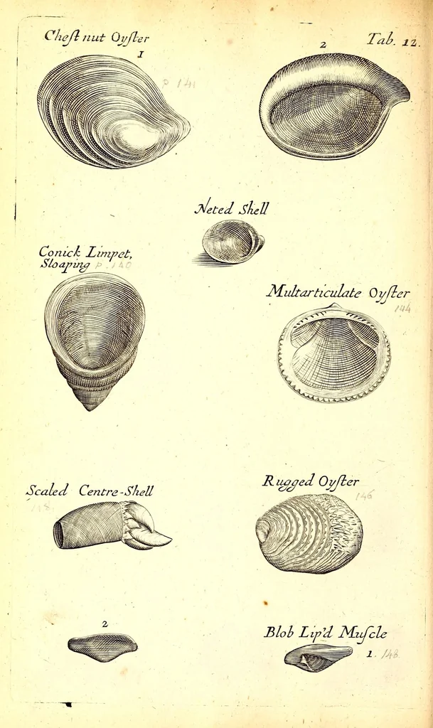 An illustration from Musaeum Regalis Societatis, or, A catalogue & description of the natural and artificial rarities belonging to the Royal Society and preserved at Gresham Colledge, 1694, leaf 482