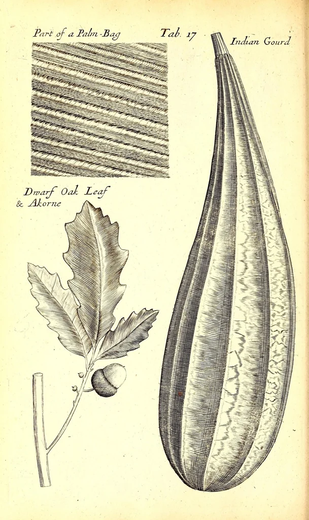 An illustration from Musaeum Regalis Societatis, or, A catalogue & description of the natural and artificial rarities belonging to the Royal Society and preserved at Gresham Colledge, 1694, leaf 492