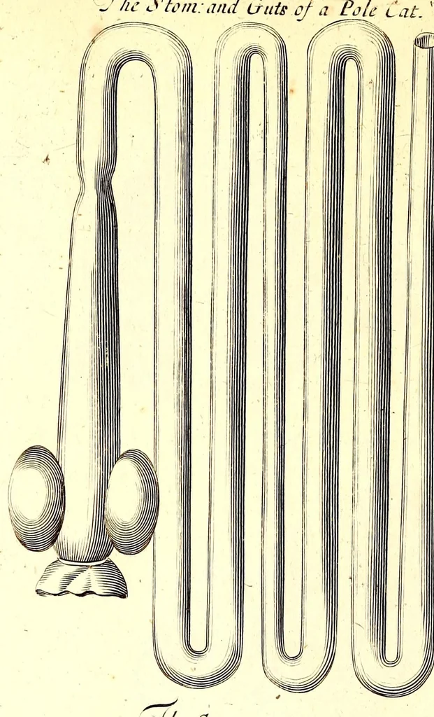 An illustration from Musaeum Regalis Societatis, or, A catalogue & description of the natural and artificial rarities belonging to the Royal Society and preserved at Gresham Colledge, 1694, leaf 504