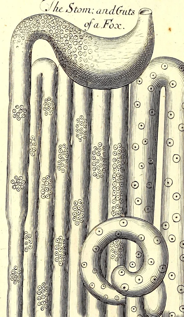 An illustration from Musaeum Regalis Societatis, or, A catalogue & description of the natural and artificial rarities belonging to the Royal Society and preserved at Gresham Colledge, 1694, leaf 504