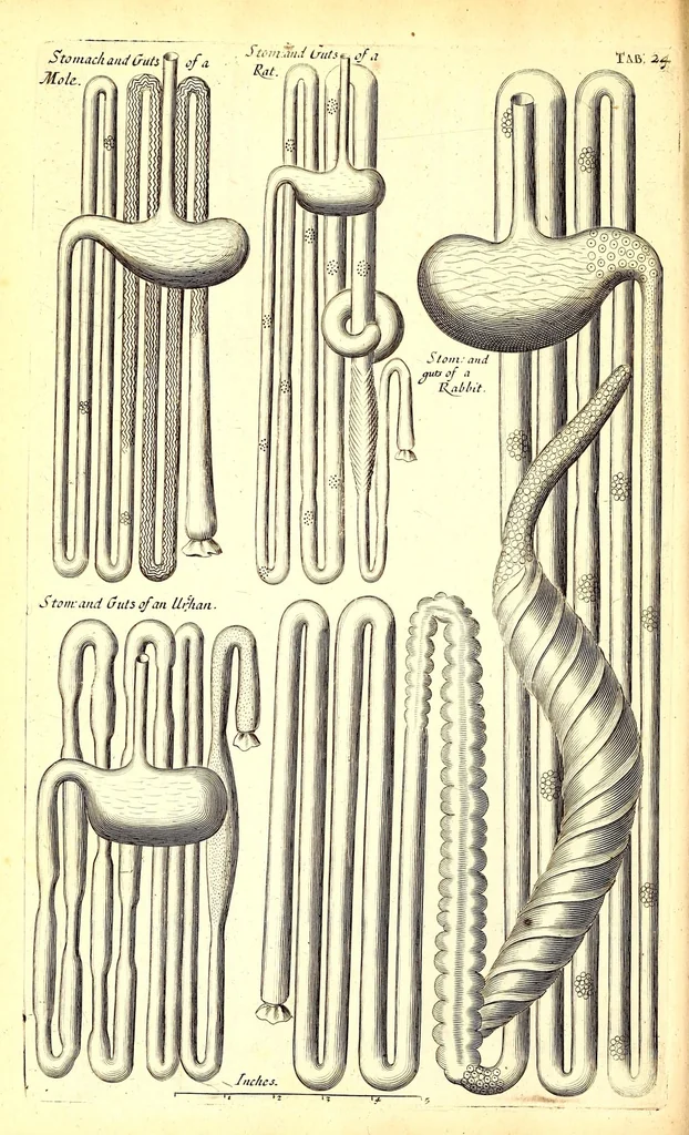 An illustration from Musaeum Regalis Societatis, or, A catalogue & description of the natural and artificial rarities belonging to the Royal Society and preserved at Gresham Colledge, 1694, leaf 506