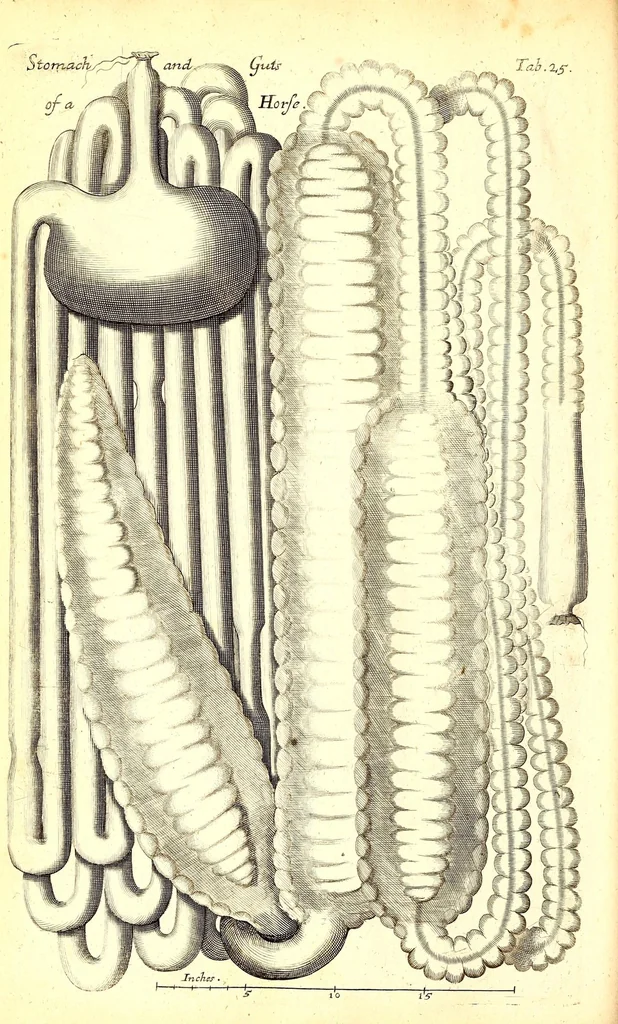 An illustration from Musaeum Regalis Societatis, or, A catalogue & description of the natural and artificial rarities belonging to the Royal Society and preserved at Gresham Colledge, 1694, leaf 508