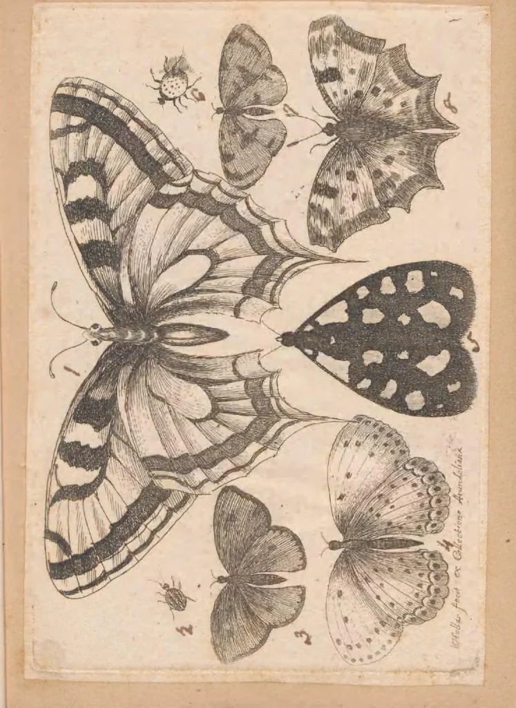 An illustration from Muscarum scarabeorum, vermiumque varie figure & formae, omnes primo ad vivum coloribus depictae & ex collectione Arundelian a Wenceslao Hollar aqua forti aeri insculptae, Antverpiae anno 1646, 1646, leaf 15
