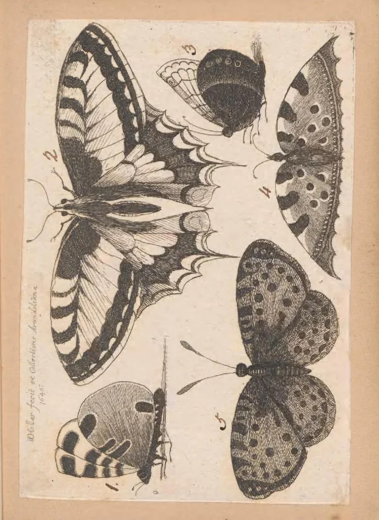 An illustration from Muscarum scarabeorum, vermiumque varie figure & formae, omnes primo ad vivum coloribus depictae & ex collectione Arundelian a Wenceslao Hollar aqua forti aeri insculptae, Antverpiae anno 1646, 1646, leaf 19