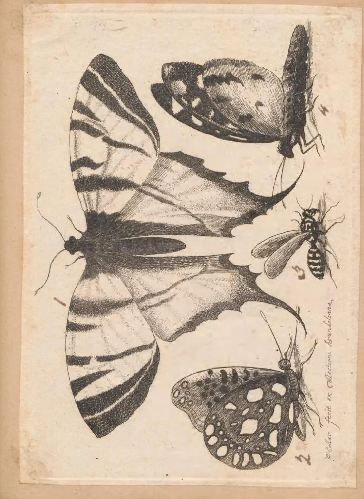 An illustration from Muscarum scarabeorum, vermiumque varie figure & formae, omnes primo ad vivum coloribus depictae & ex collectione Arundelian a Wenceslao Hollar aqua forti aeri insculptae, Antverpiae anno 1646, 1646, leaf 43