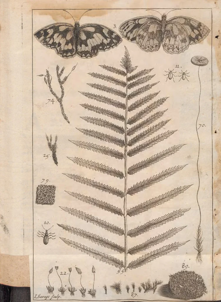 An illustration from Musei Petiveriani centuria prima-[decima] rariora naturae; continens: viz. animalia, fossilia, plantas, ex variis mundi plagis advecta, ordine digesta, et nominibus propriis signata, 1695, leaf 7