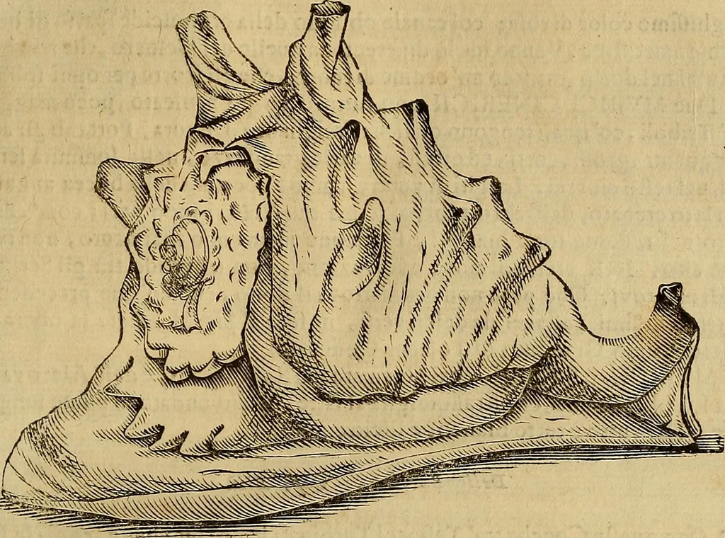 An illustration from Museo Cospiano : annesso a quello del famoso Vlisse Aldrovandi e donato alla sua patria dall' illustrissimo signor Ferdinando Cospi ..., fra' gli Accademici Gelati il Fedele, e principe al presente de' medesimi, 1677, leaf 124